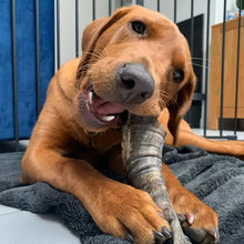 Charger l'image dans la galerie, Corne de mouton pour chien